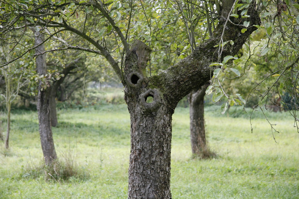 Ein Loch im Baum