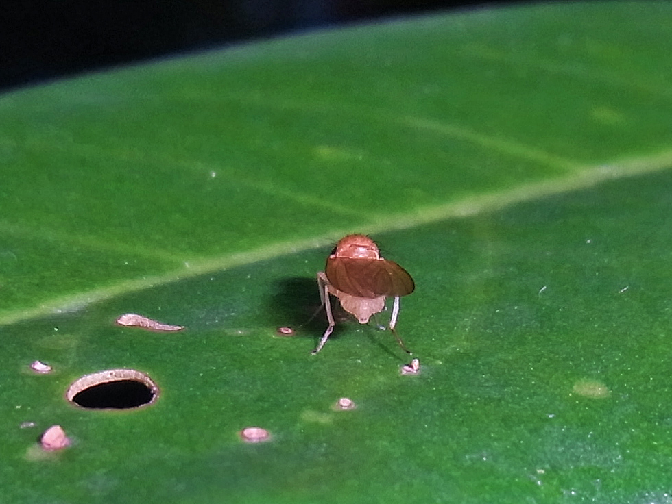 Ein Loch im Blatt