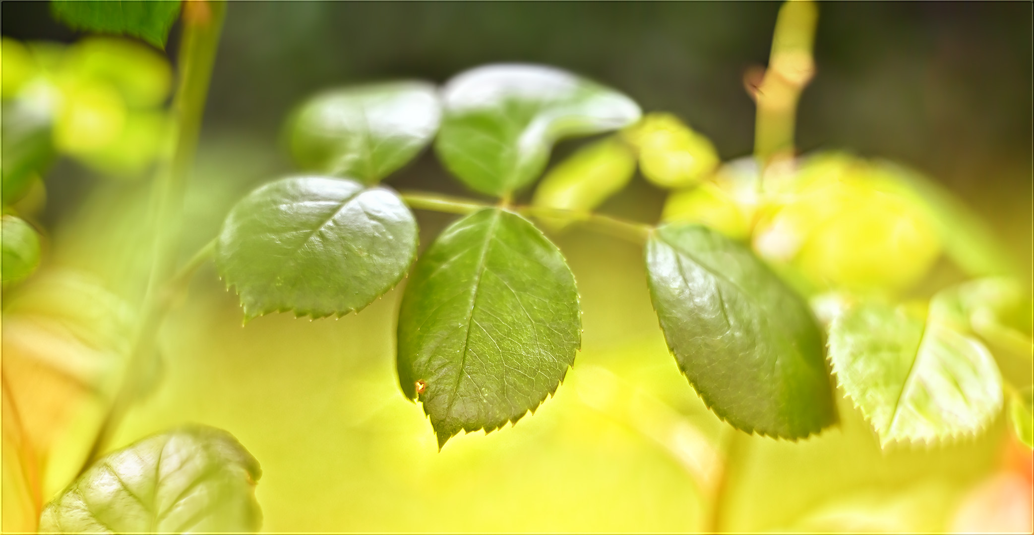 ein loch im blatt ein loch im blatt und es schämte sich dafür ...