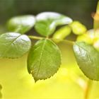 ein loch im blatt ein loch im blatt und es schämte sich dafür ...