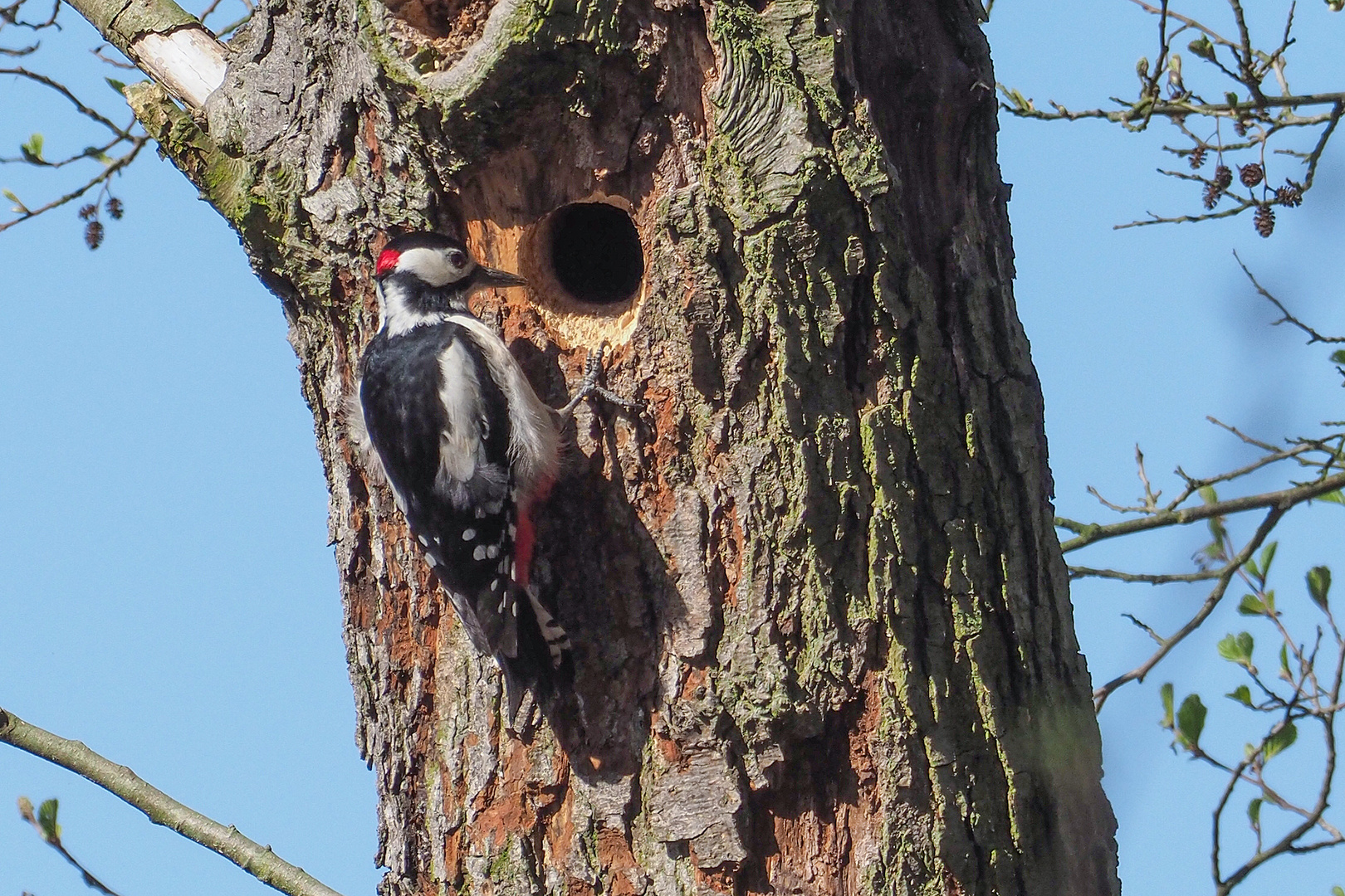 Ein Loch Ist Im Baum Foto Bild Tiere Wildlife Wild Lebende Vogel Bilder Auf Fotocommunity