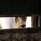 Ein Löwe der Hunger hat