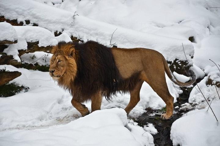 Ein Löwe im Wintermärchen