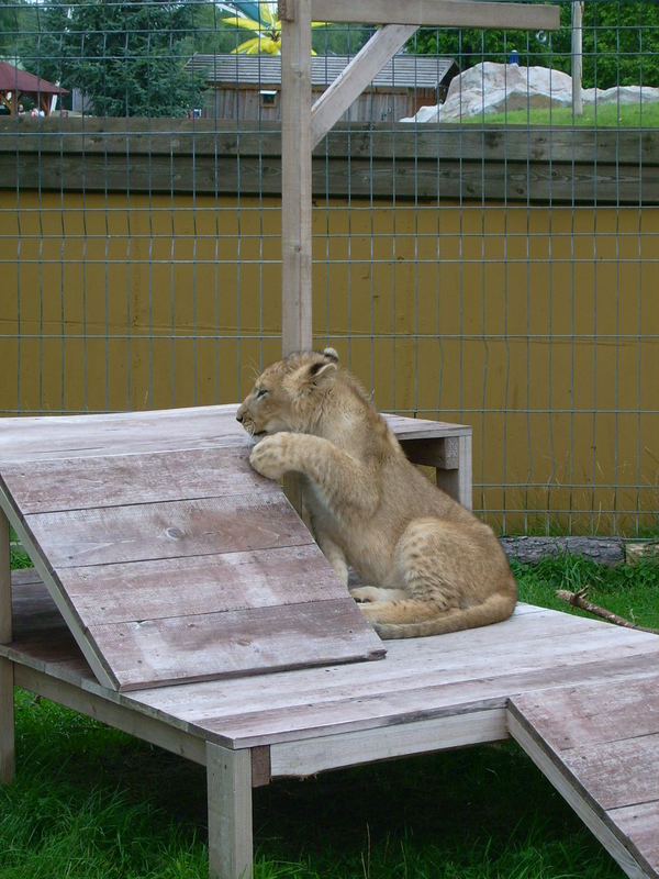 Ein Löwen-Teeny