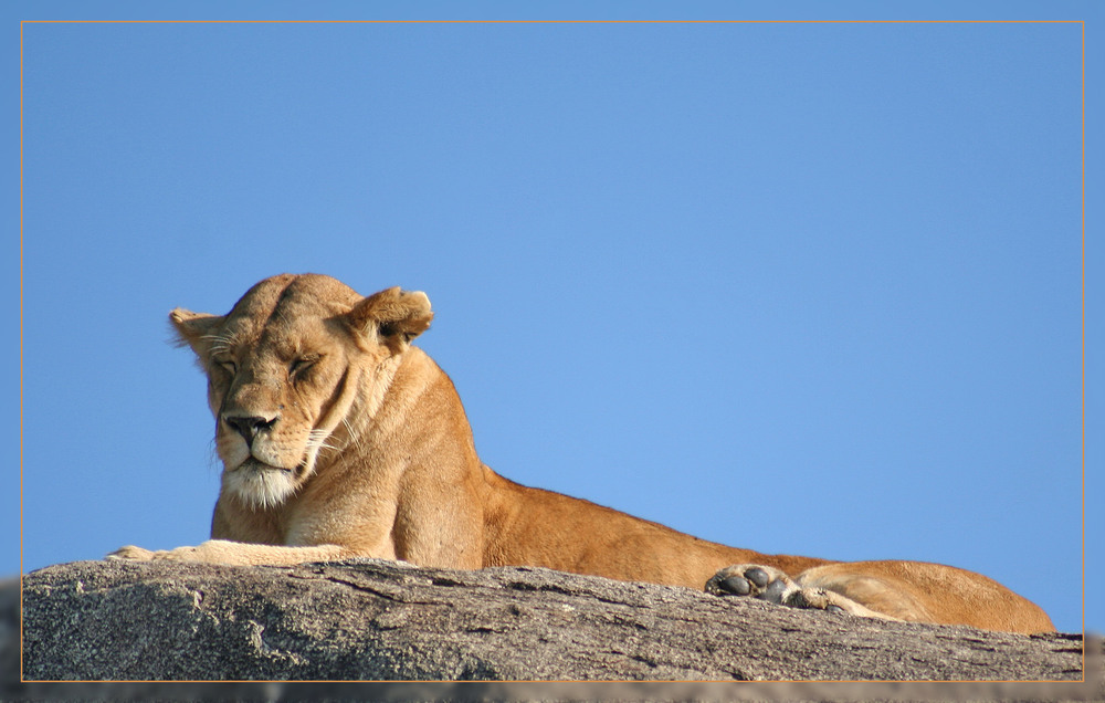 ein Löwenfelsen in der Serengeti