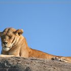 ein Löwenfelsen in der Serengeti