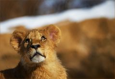 Ein Löwenkind …,