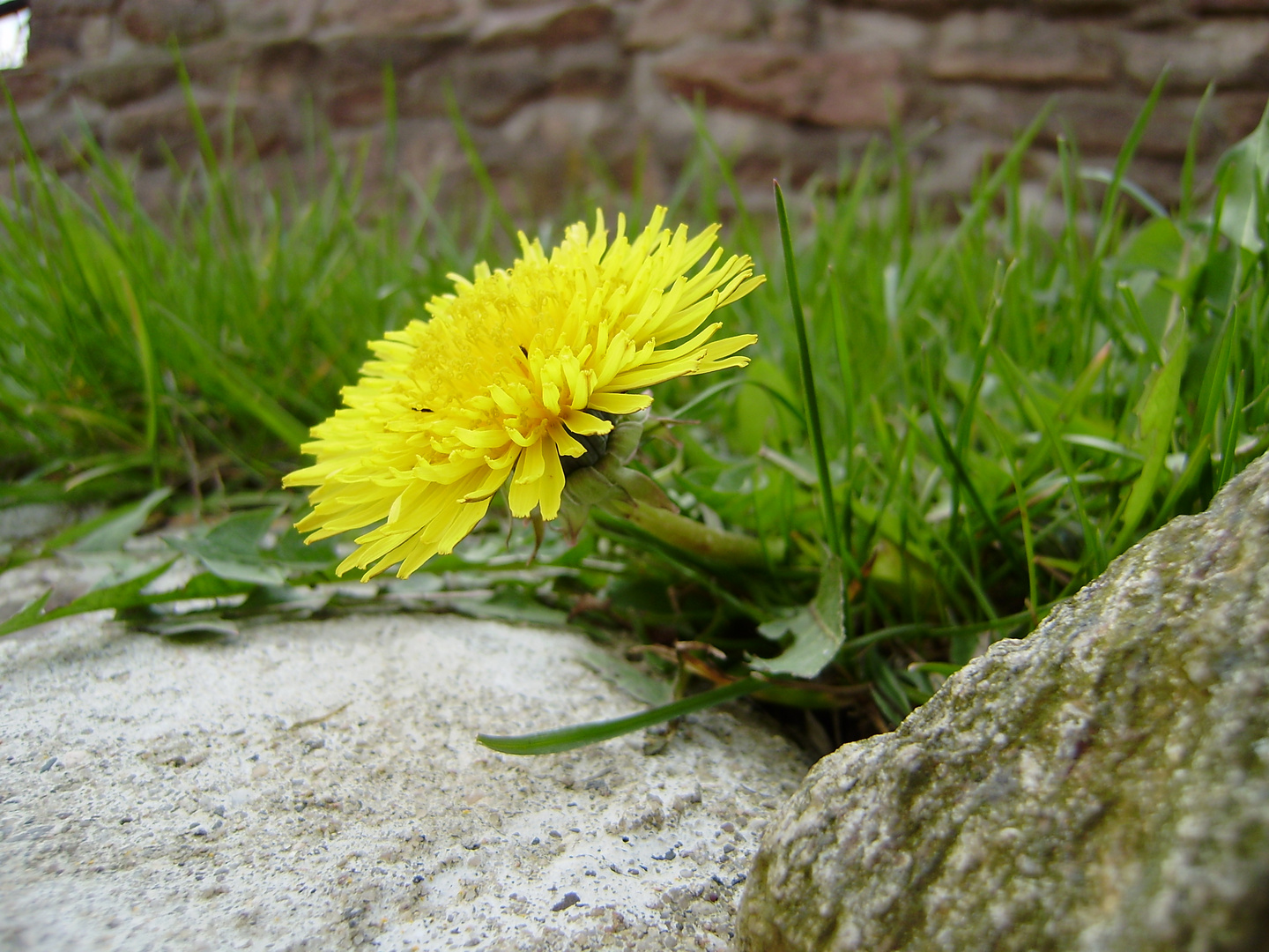 Ein Löwenzahn im Garten...