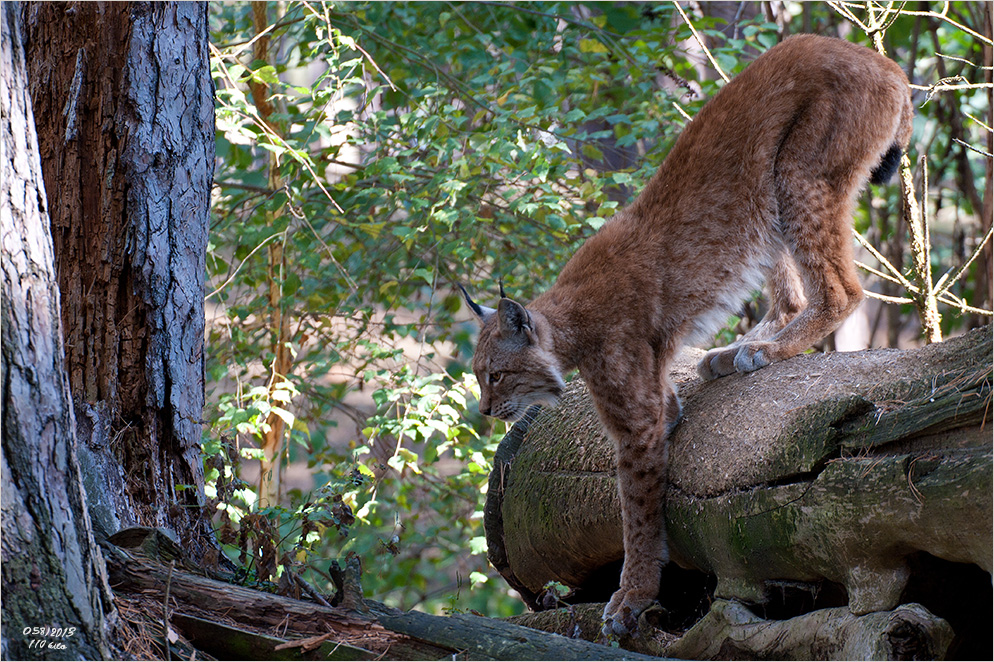 ein Luchs ...