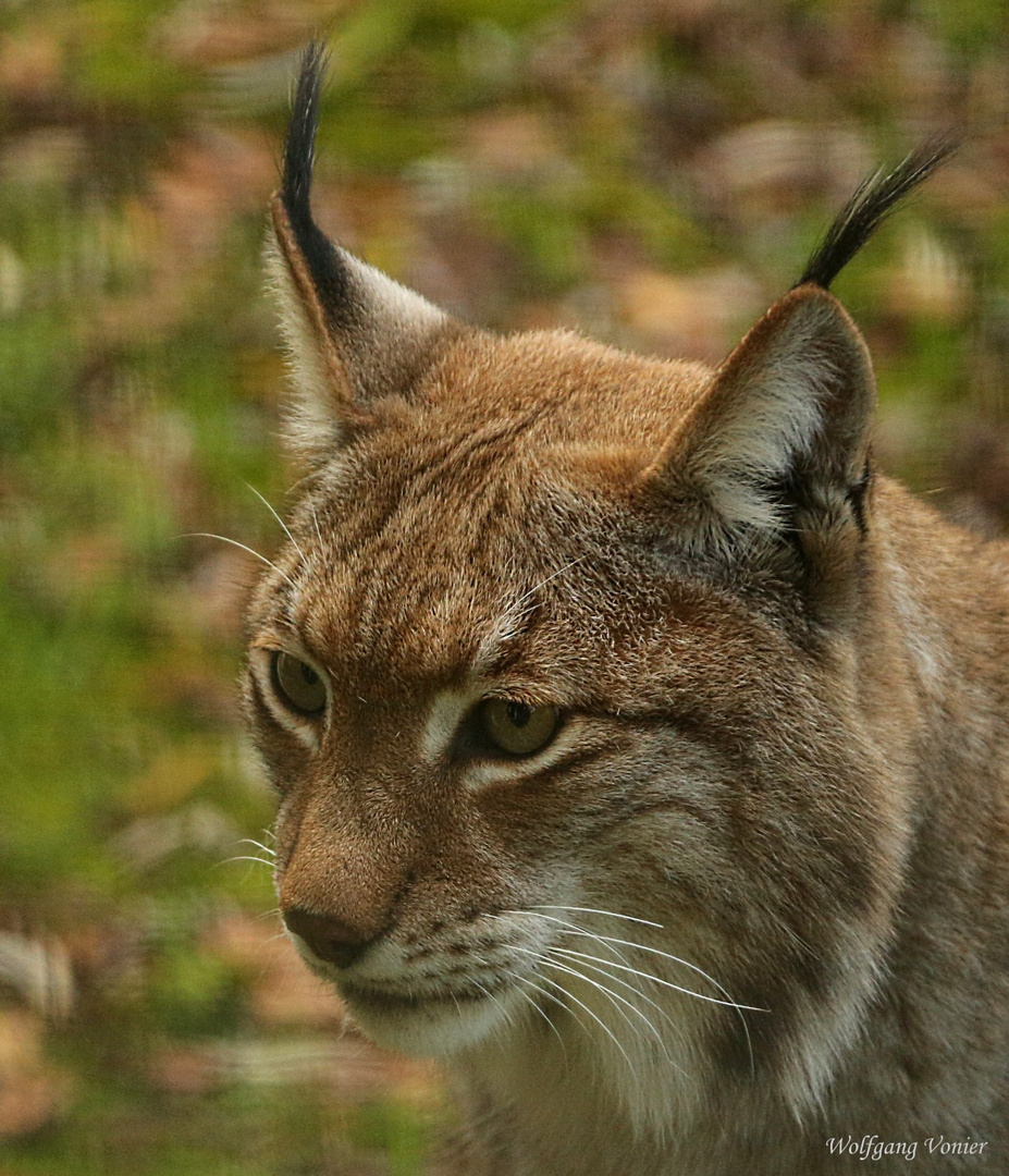 Ein Luchs