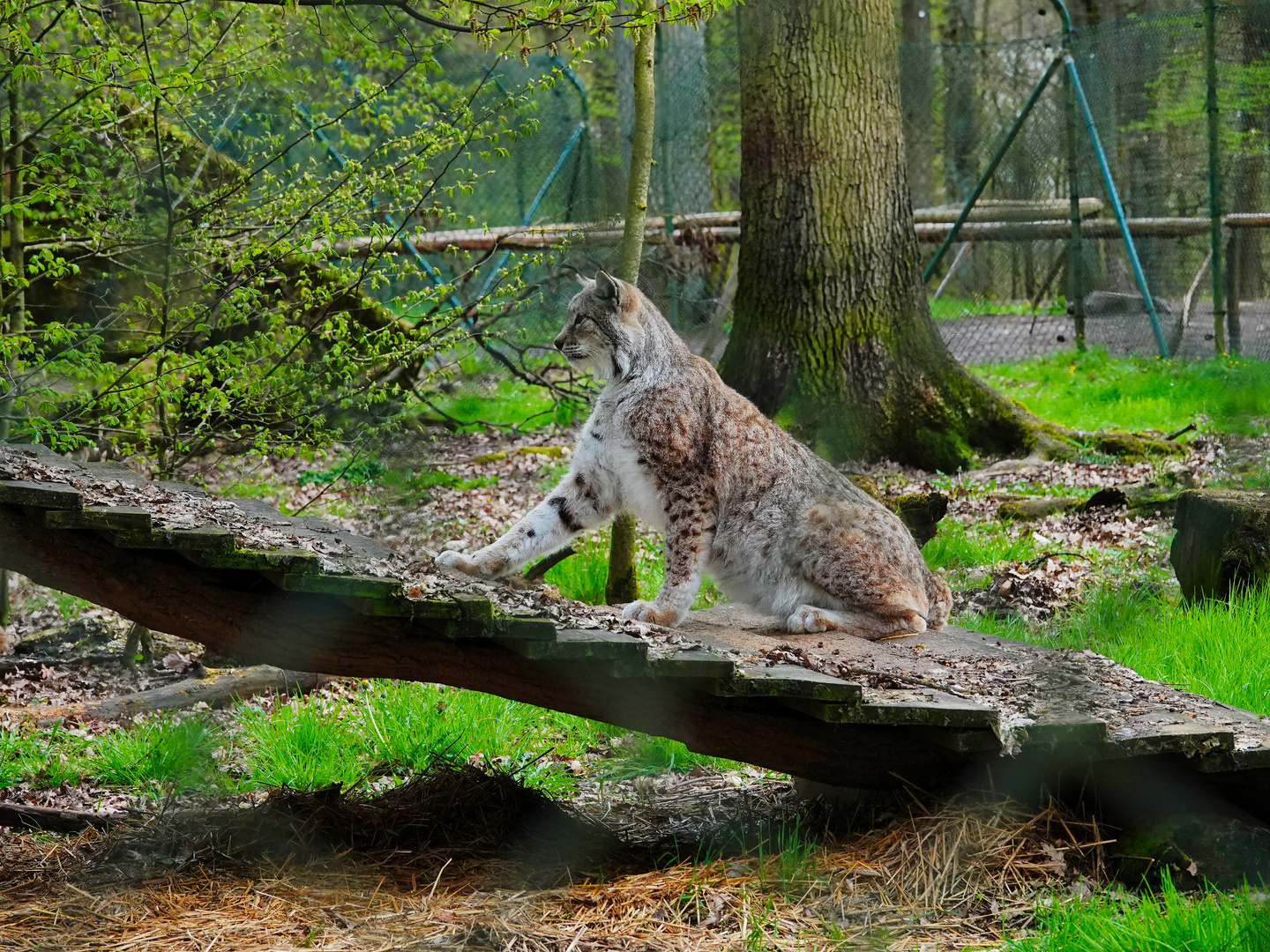 Ein Luchs 