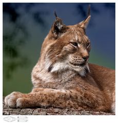 Ein Luchs