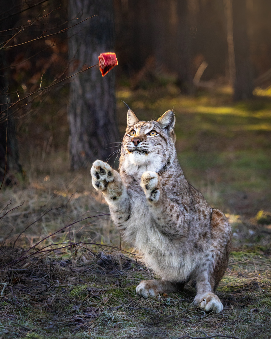 Ein Luchs bei der Fütterung