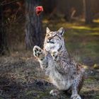 Ein Luchs bei der Fütterung