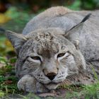 Ein Luchs beim Dösen