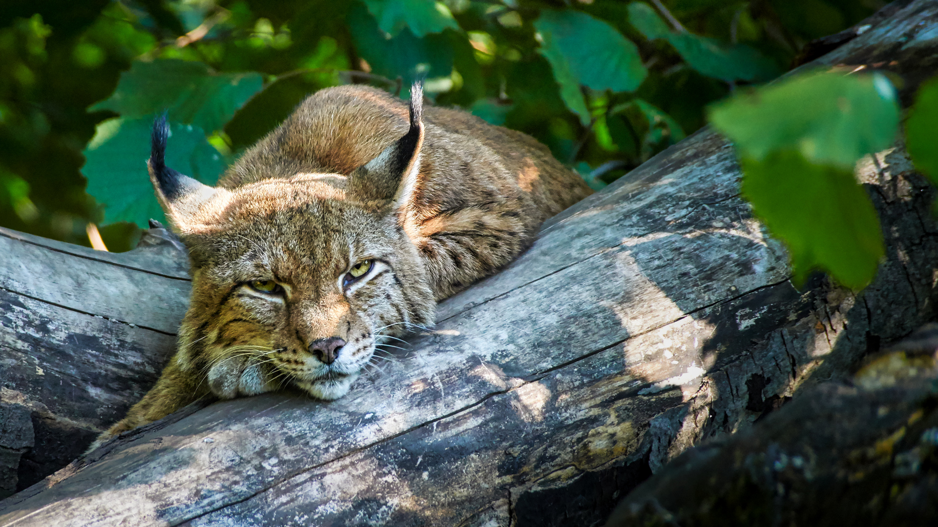 ein Luchs