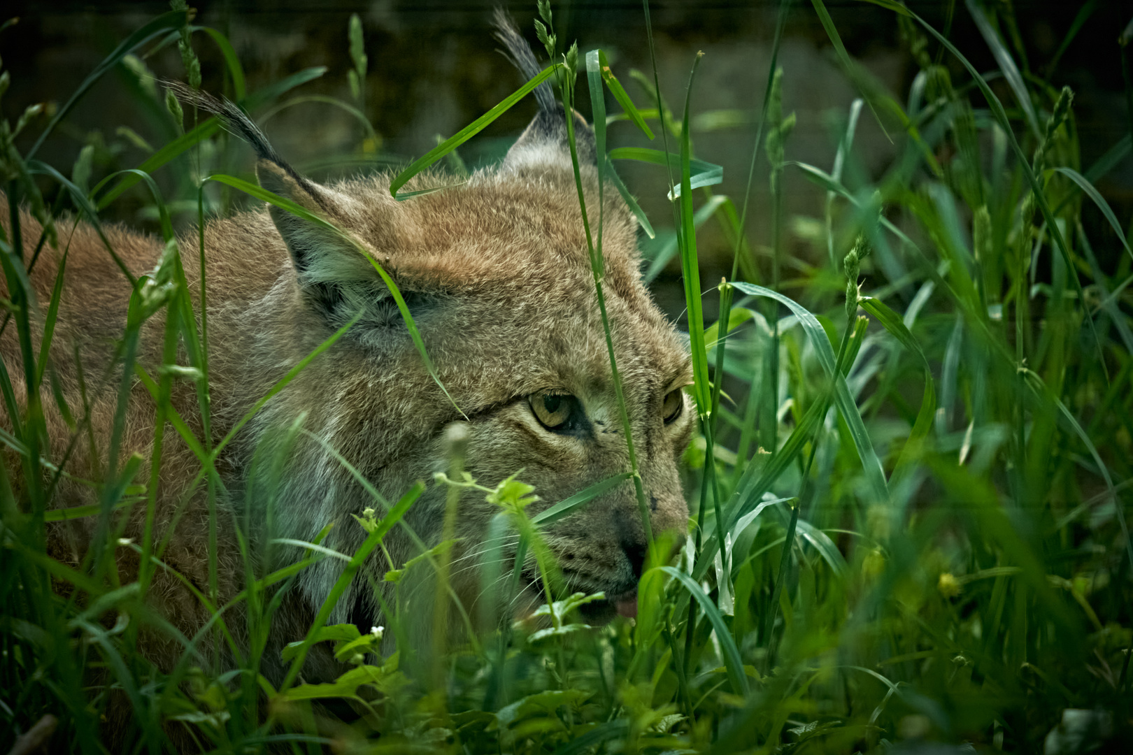 Ein Luchs