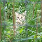 Ein Luchs Hinter Gras