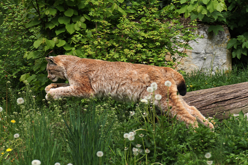 Ein Luchs im Anflug