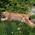 Ein Luchs im Anflug