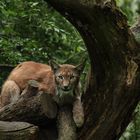 Ein Luchs im Wildpark Schwarze Berge