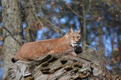 Ein Luchs in der herbstlichen Mittagssonne