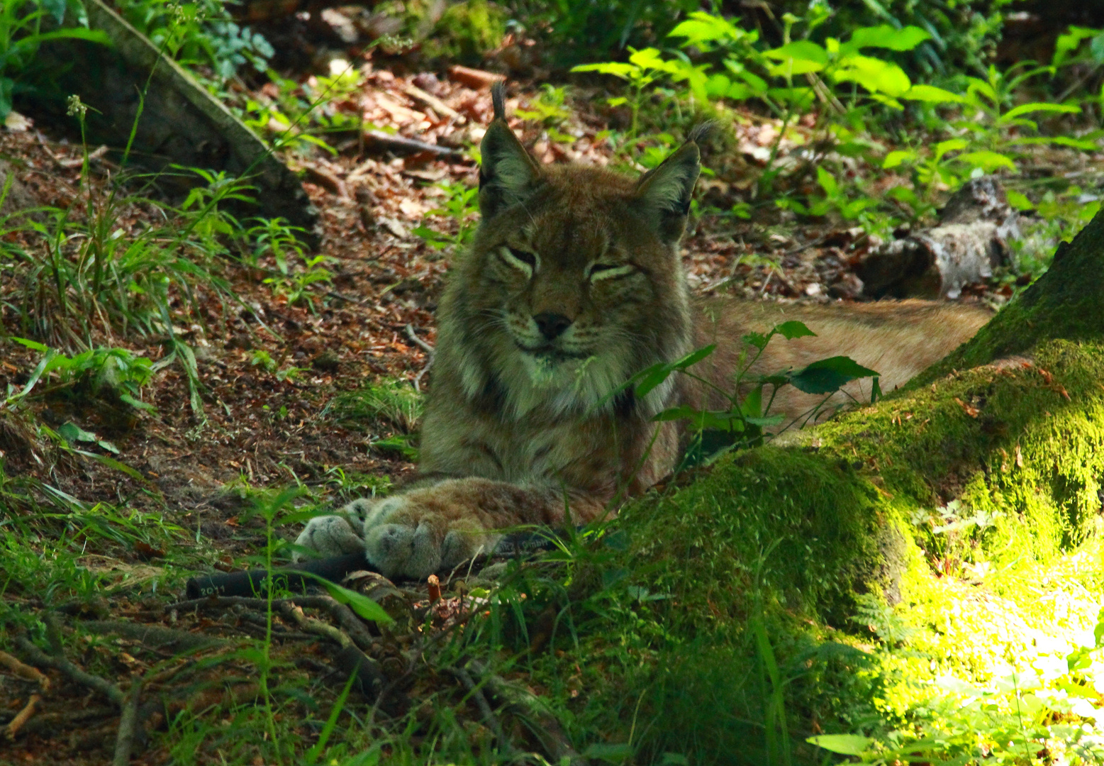 Ein Luchs in freier Wildbahn