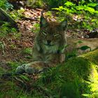 Ein Luchs in freier Wildbahn