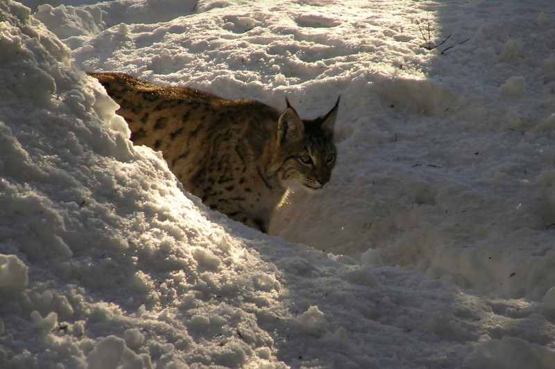 Ein Luchs kommt um die Ecke