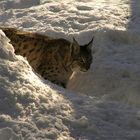 Ein Luchs kommt um die Ecke