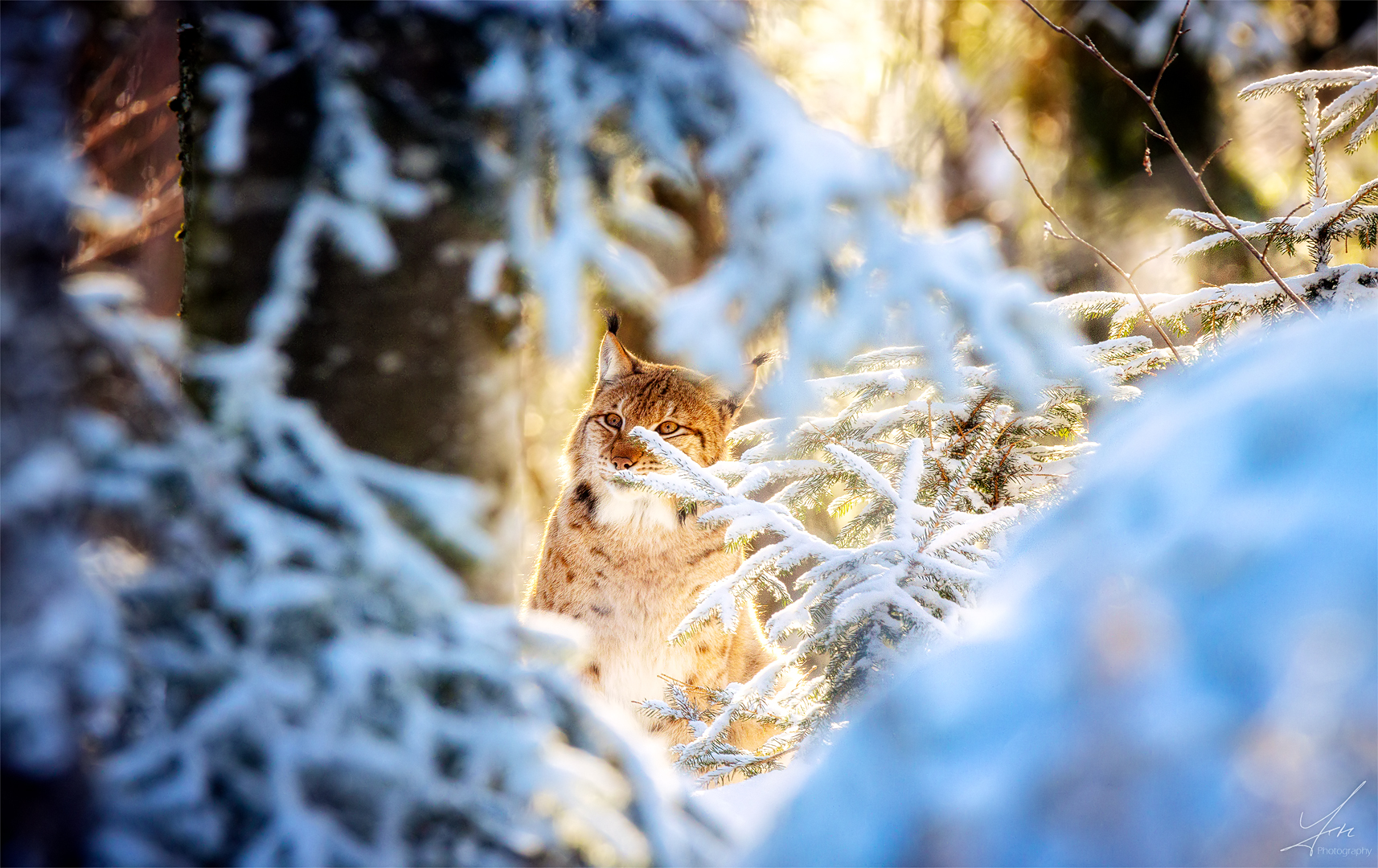 Ein Luchs lugt hervor