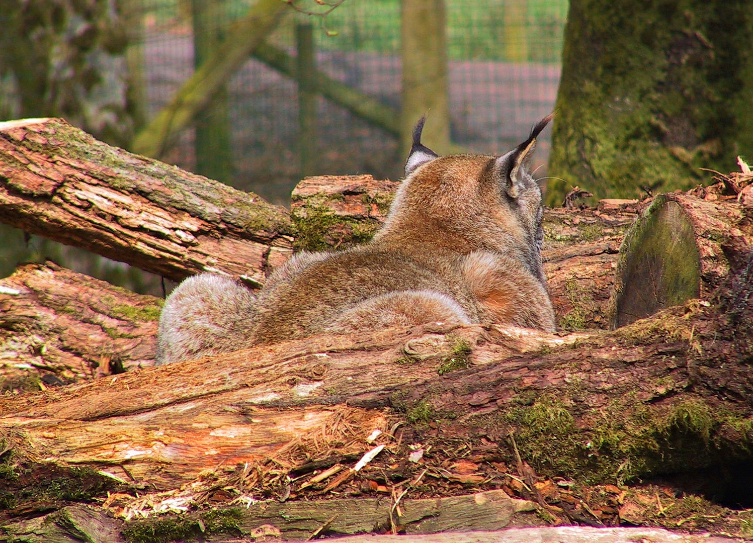 Ein Luchs verschmilzt fast mit der Umgebung