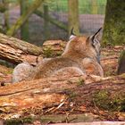 Ein Luchs verschmilzt fast mit der Umgebung