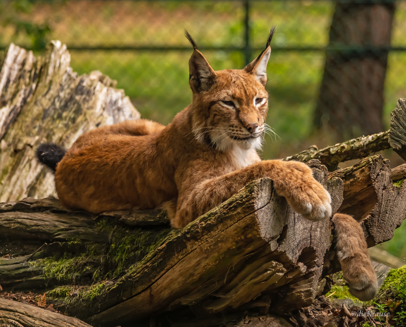 ein Luchs zum heutigen Weltkatzentag