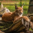 ein Luchs zum heutigen Weltkatzentag