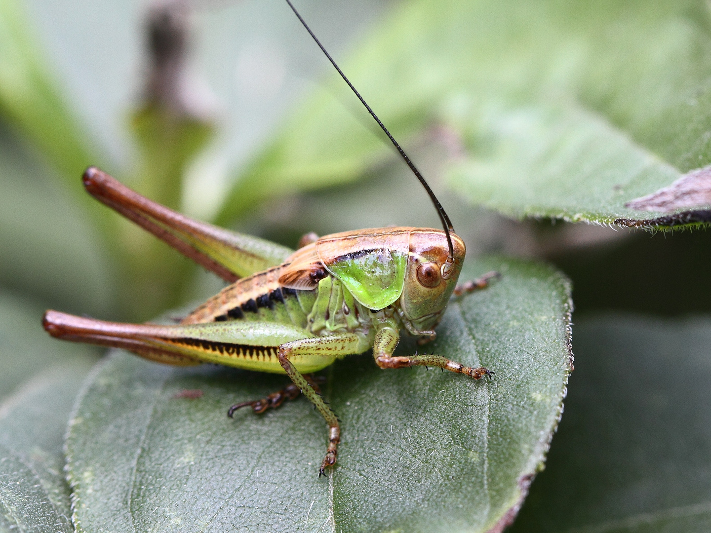 ein lustiger Geselle