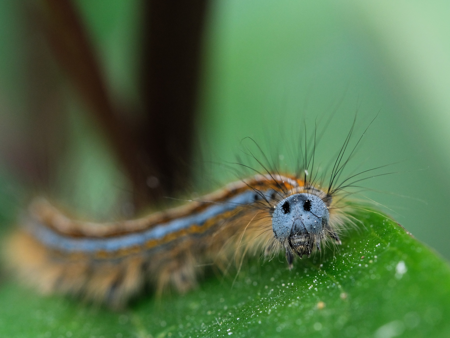 Ein lustiger Geselle wandert durch den Garten 