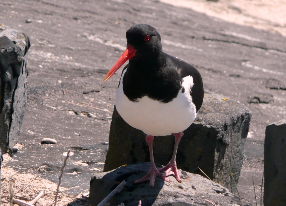 Ein lustiger Vogel (1)