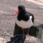 Ein lustiger Vogel (1)