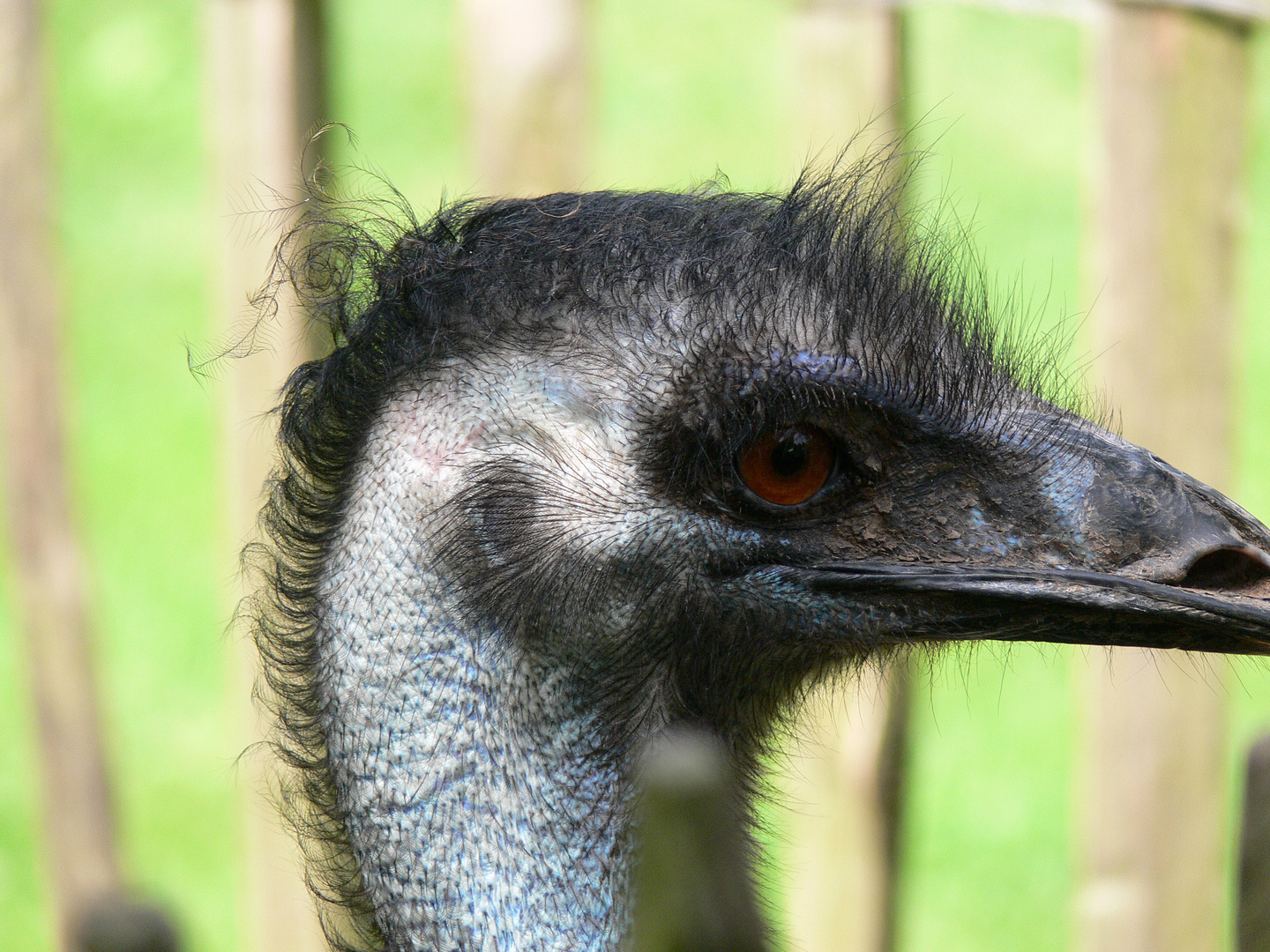 Ein lustiger Vogel 1