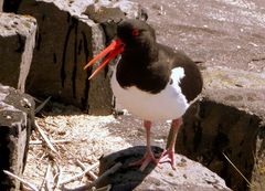 Ein lustiger Vogel (2)