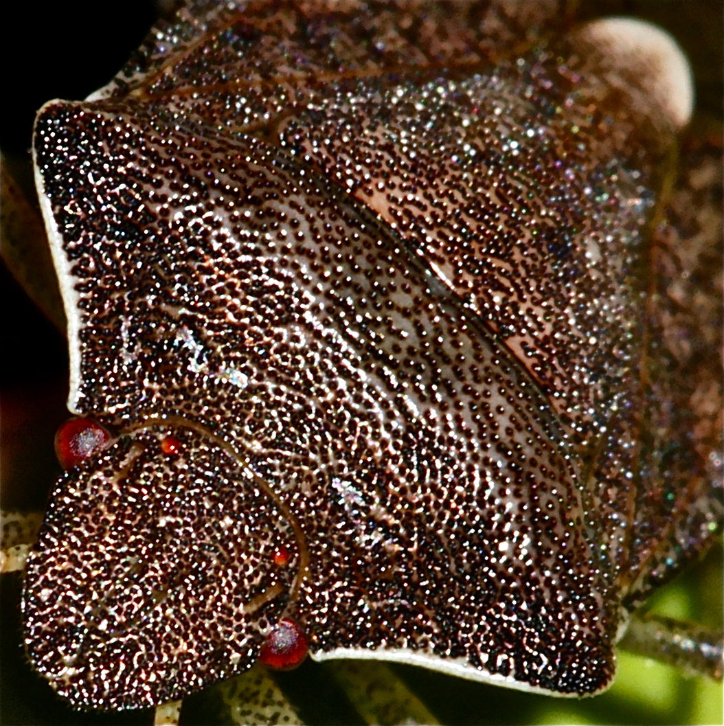 Ein lustiges Quadrat - Portrait der Baumwanze PERIBALUS STRICTUS