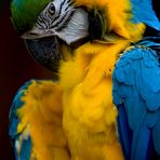 Ein Macaw beim putzen (reload)