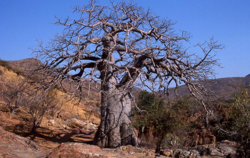 Ein mächtiger Baobab...