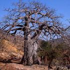 Ein mächtiger Baobab...