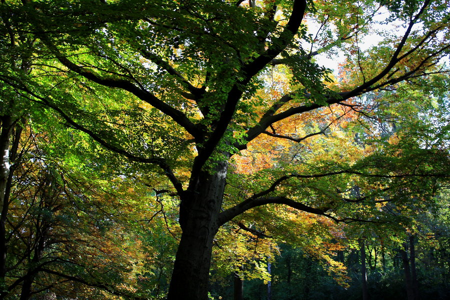 Ein mächtiger Baum