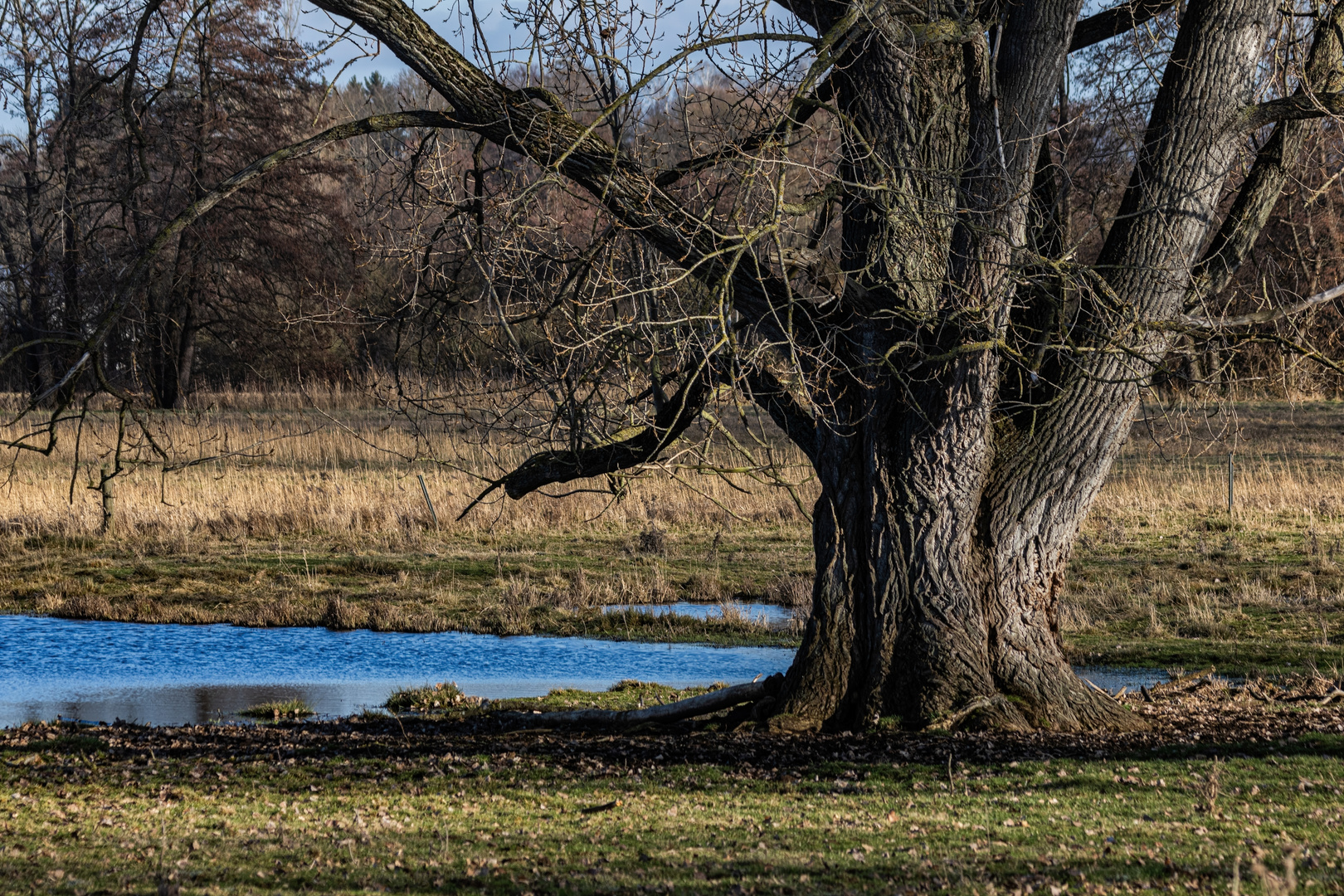 Ein mächtiger Baum