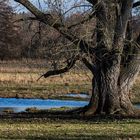 Ein mächtiger Baum