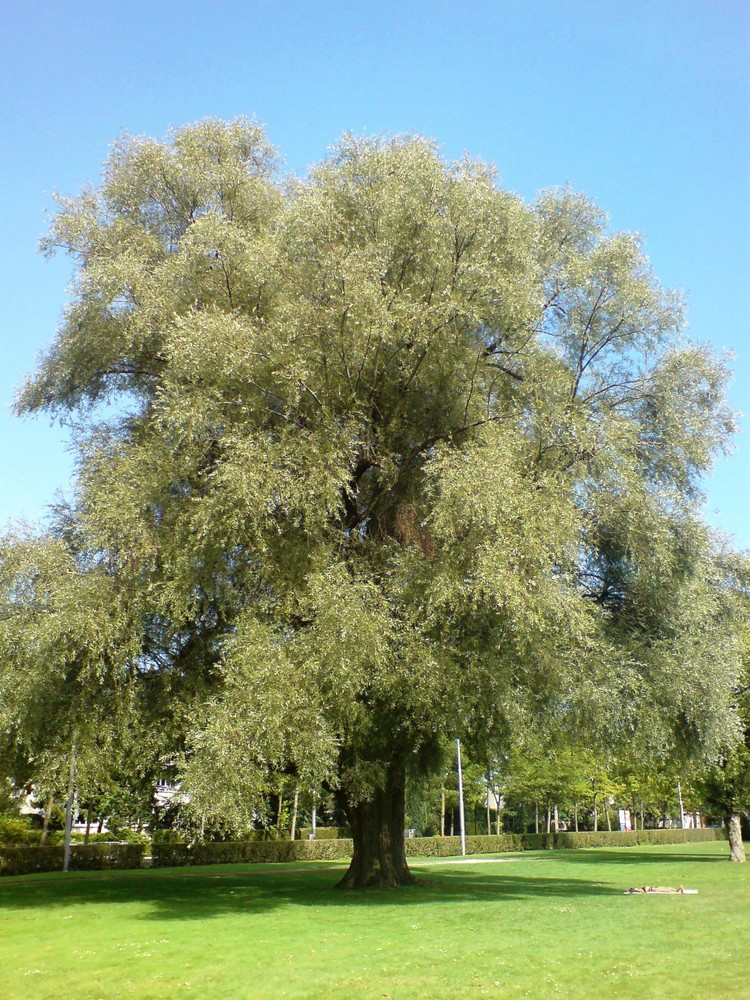 Ein mächtiger Baum