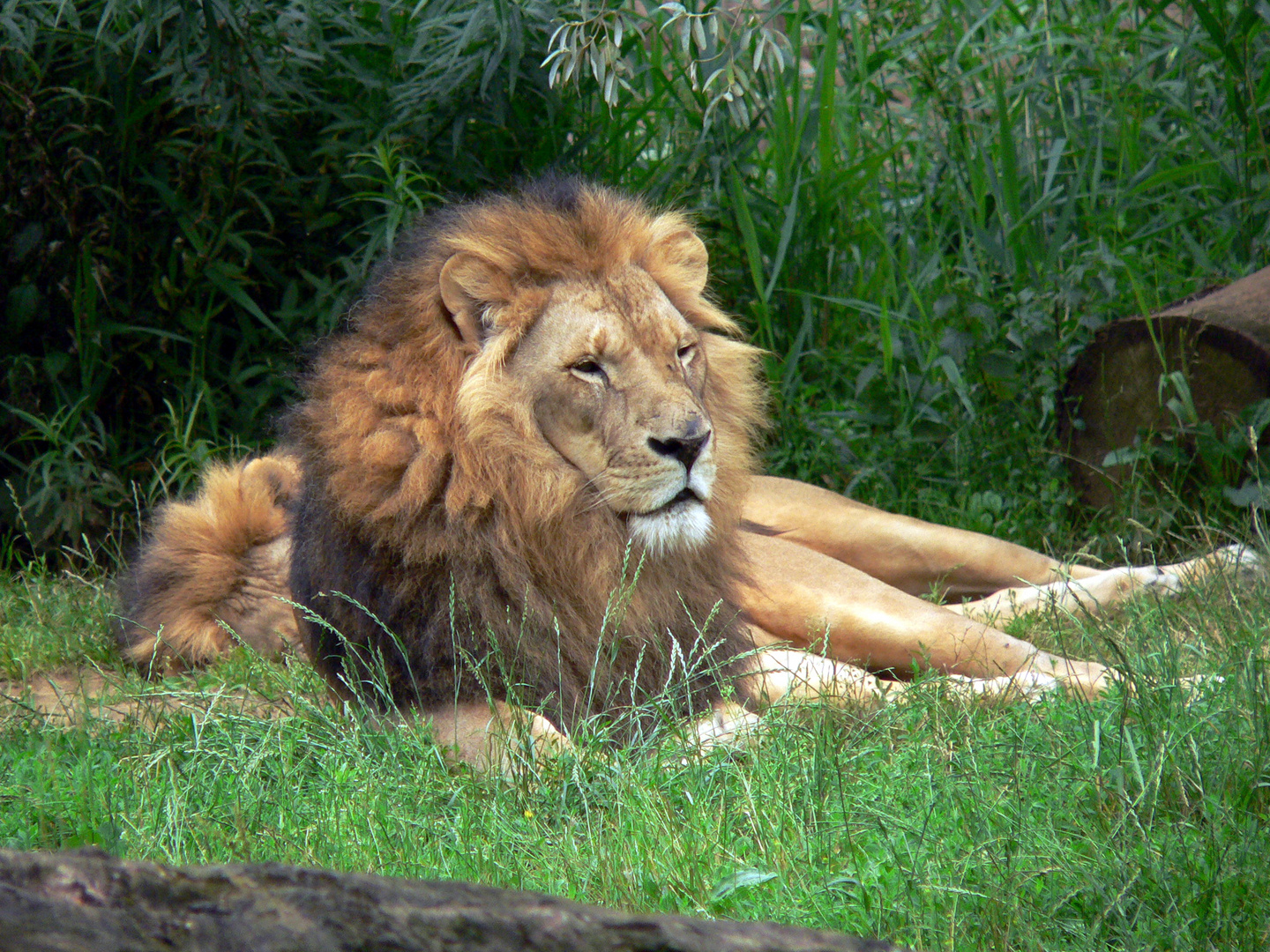 Ein mächtiger König ...